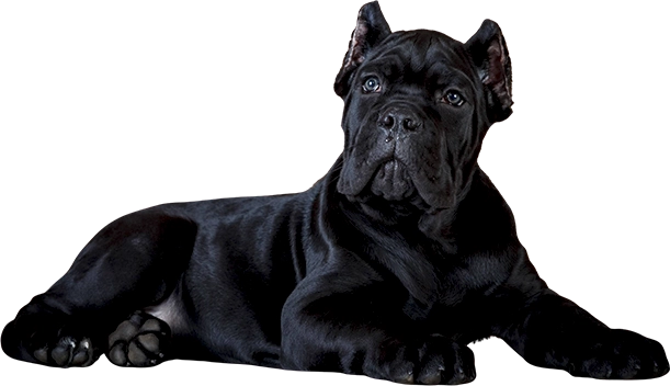 Filhote da raça Cane Corso Preto