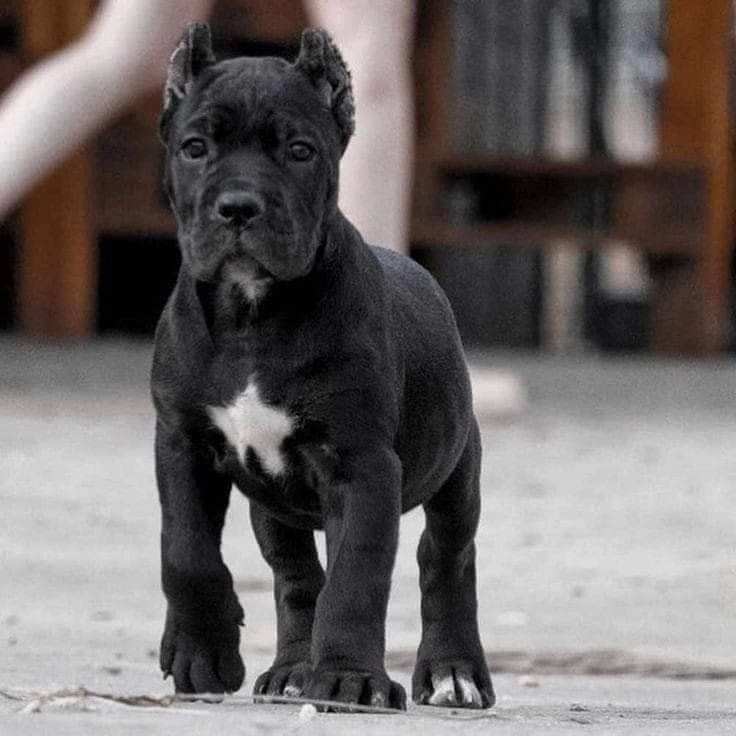 Cane Corso Foto 1