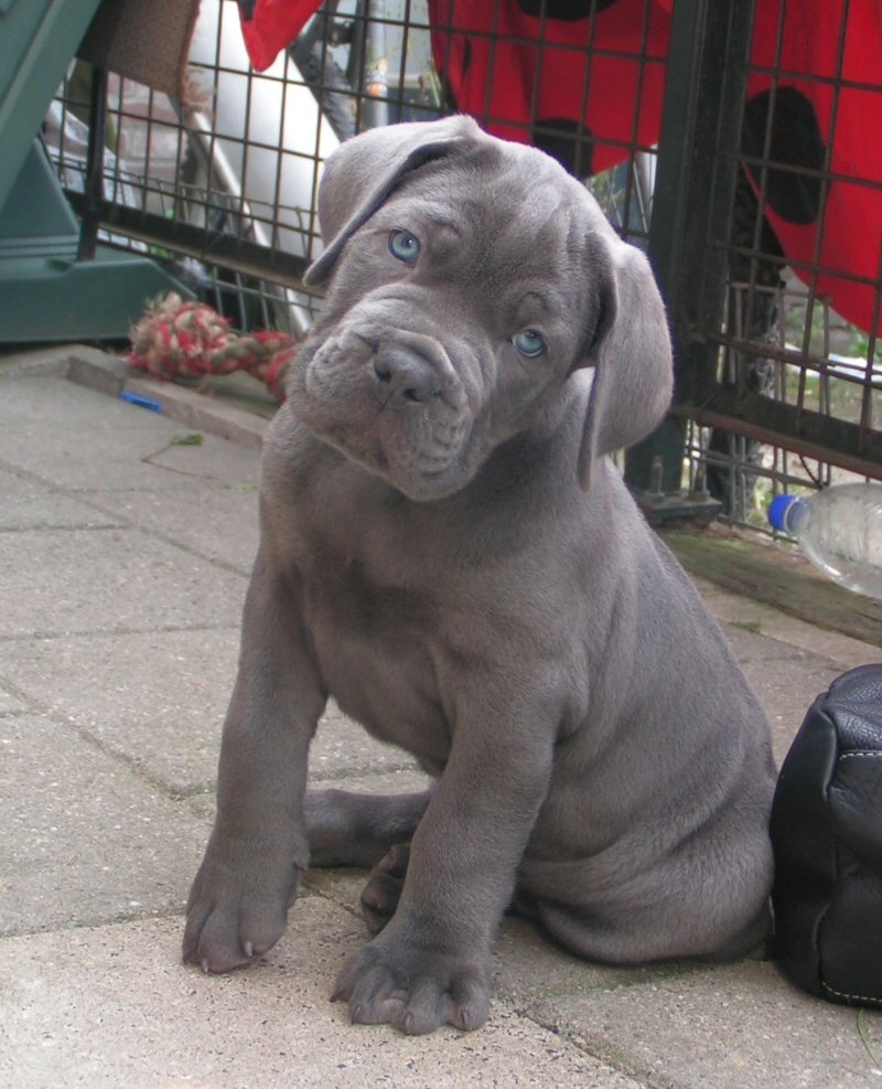 Cane Corso Foto 4