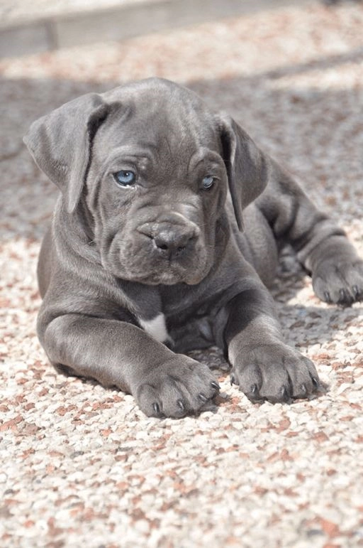 Cane Corso Foto 5