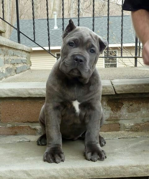 Cane Corso Foto 6